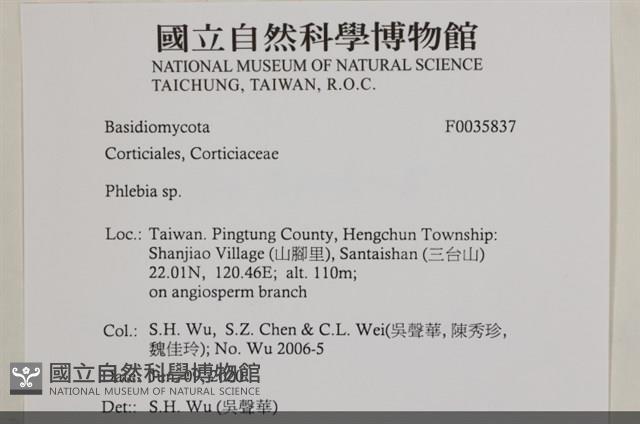 射脈菌屬藏品圖，第2張