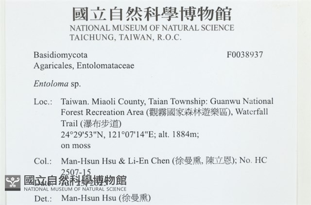 粉褶菌屬藏品圖，第2張