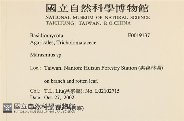小皮傘屬藏品圖，第2張
