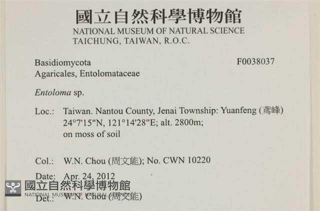 粉褶菌屬藏品圖，第2張