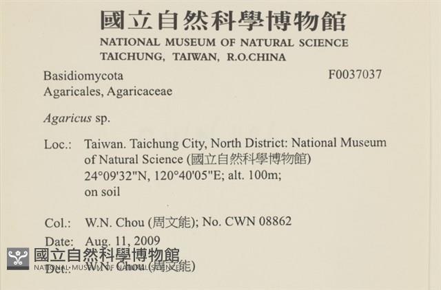 傘菌屬藏品圖，第2張