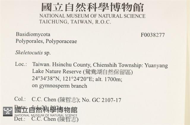 骨皮菌屬藏品圖，第2張