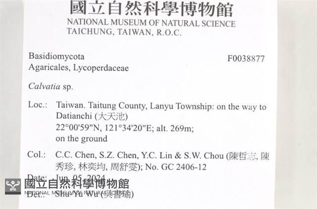 禿馬勃屬藏品圖，第2張