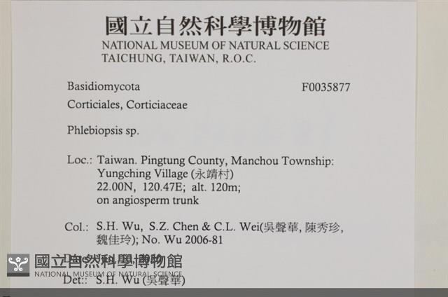 擬射脈菌屬藏品圖，第2張