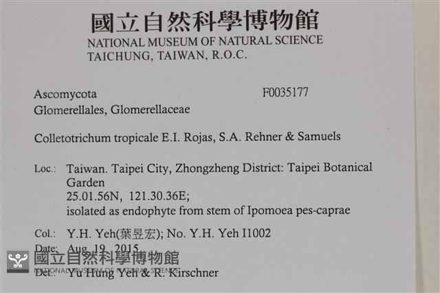 登錄號:F0035177藏品圖，第2張