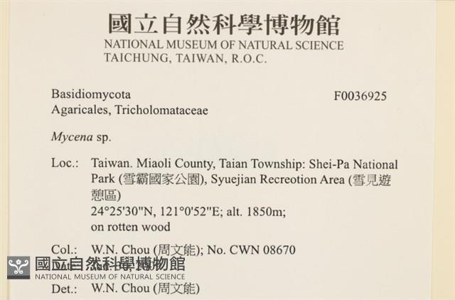 小菇屬藏品圖，第2張