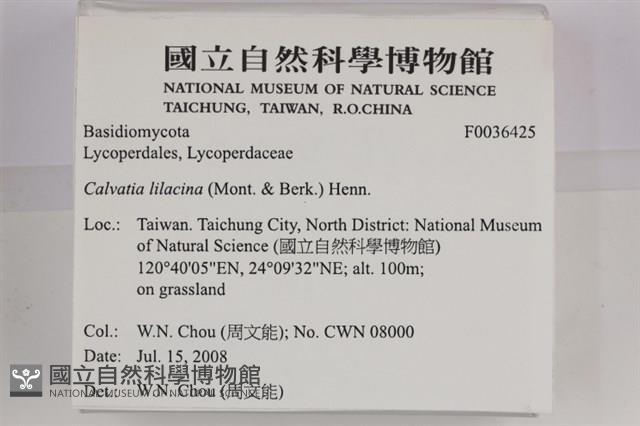 紫色禿馬勃藏品圖，第2張