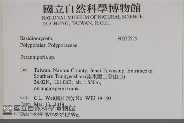 多年臥孔菌屬藏品圖，第2張