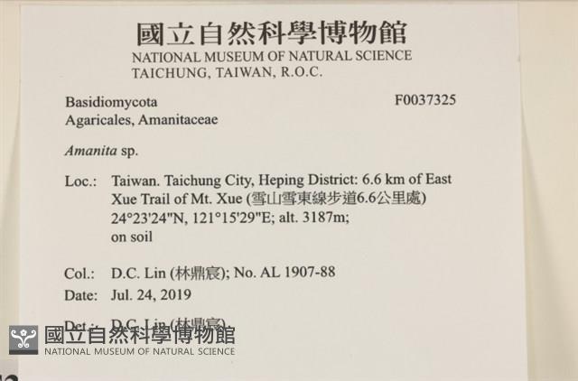 鵝膏屬藏品圖，第2張
