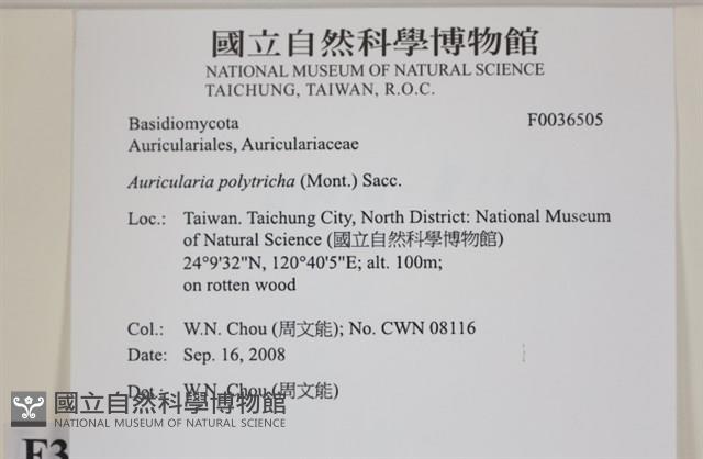 毛木耳藏品圖，第2張