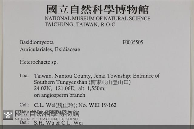 刺皮菌屬藏品圖，第2張