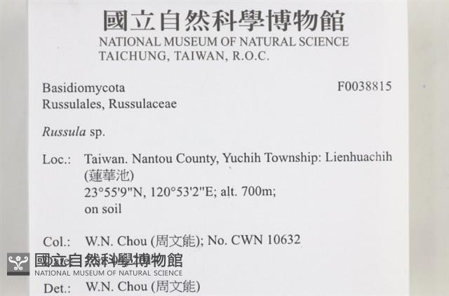 紅菇屬藏品圖，第2張