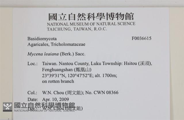 利氏小菇藏品圖，第2張