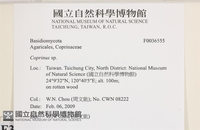 鬼傘屬藏品圖，第2張