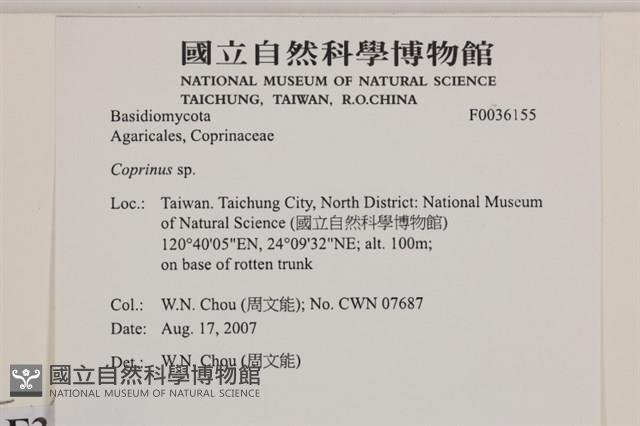 鬼傘屬藏品圖，第2張