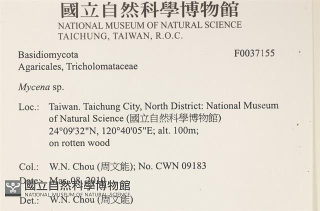 小菇屬藏品圖，第2張