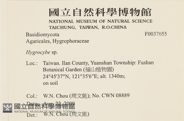 濕傘屬藏品圖，第2張