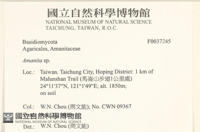 鵝膏屬藏品圖，第2張