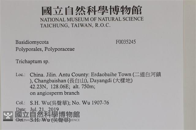 附毛菌屬藏品圖，第2張