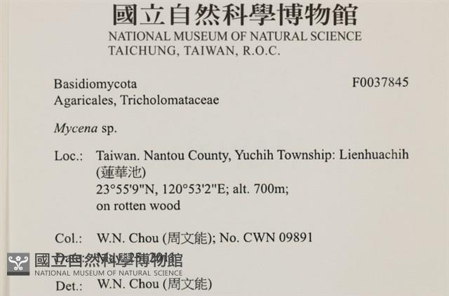 小菇屬藏品圖，第2張