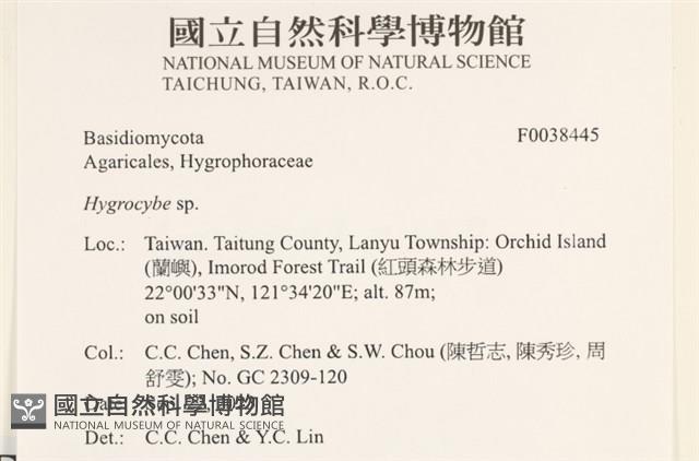 濕傘屬藏品圖，第2張