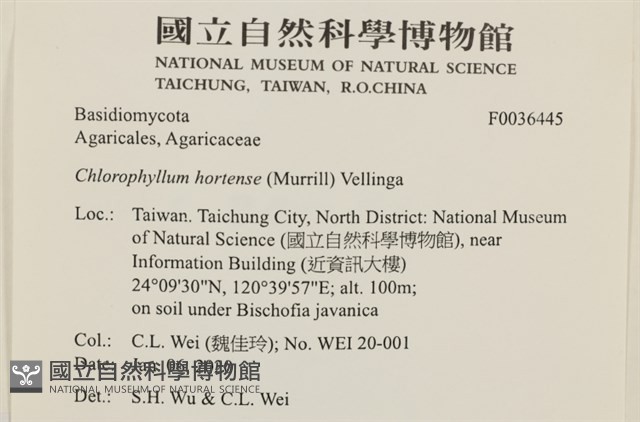 庭院綠褶菇藏品圖，第2張