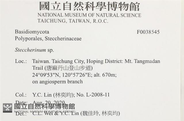 齒耳菌屬藏品圖，第2張