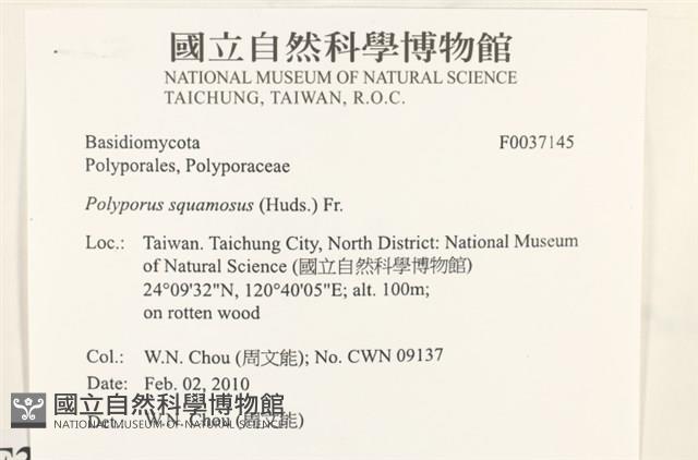 寬鱗多孔菌藏品圖，第2張