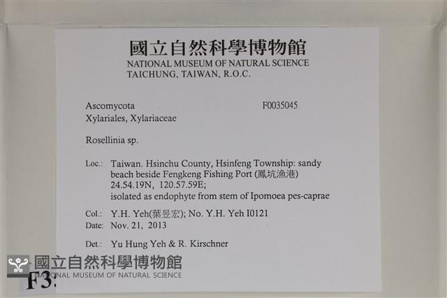 登錄號:F0035045藏品圖，第2張