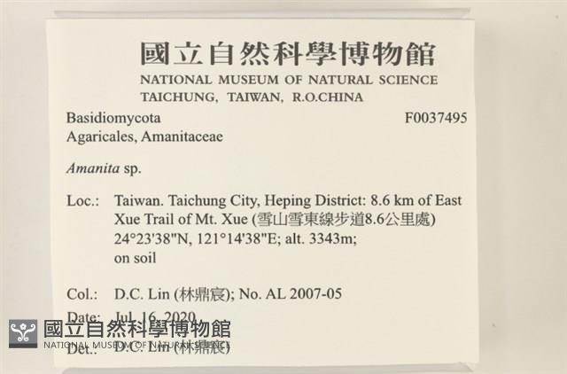 鵝膏屬藏品圖，第2張