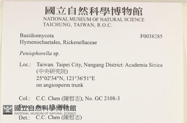 擬筍殼菌屬藏品圖，第2張