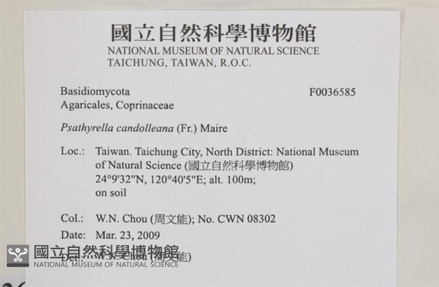 登錄號:F0036585藏品圖，第2張