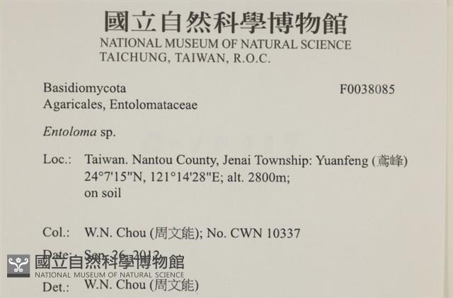 粉褶菌屬藏品圖，第2張