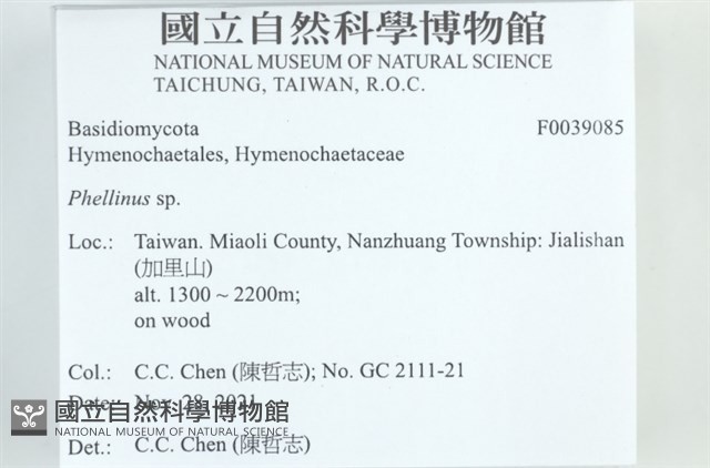 木層孔菌屬藏品圖，第2張