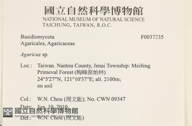 傘菌屬藏品圖，第2張