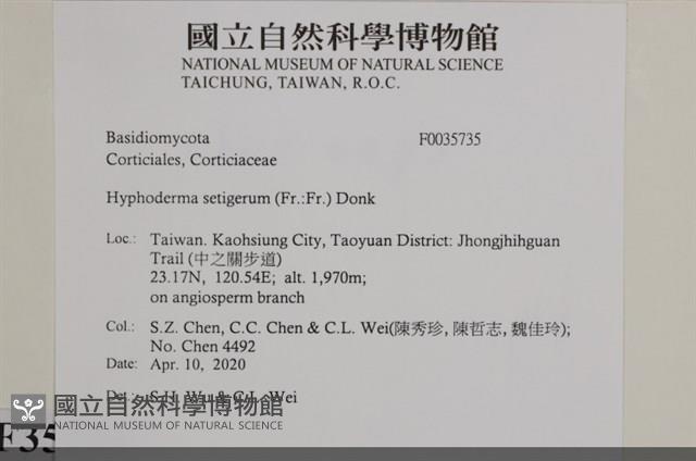 剛毛絲皮菌藏品圖，第2張