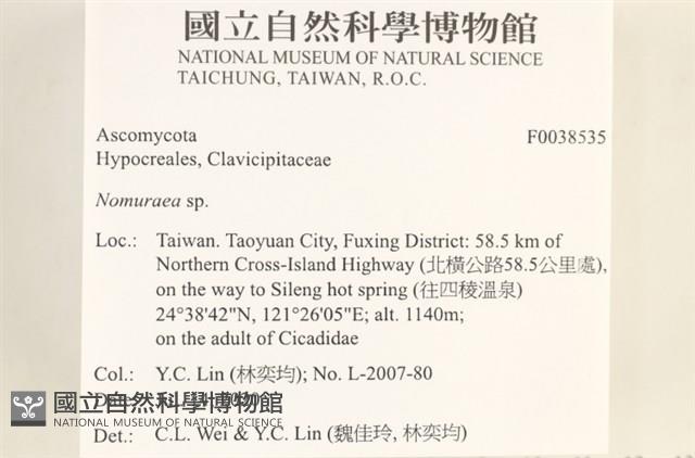 登錄號:F0038535藏品圖，第2張