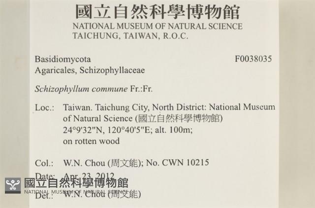 裂褶菌藏品圖，第2張