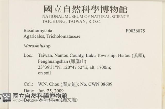 小皮傘屬藏品圖，第2張