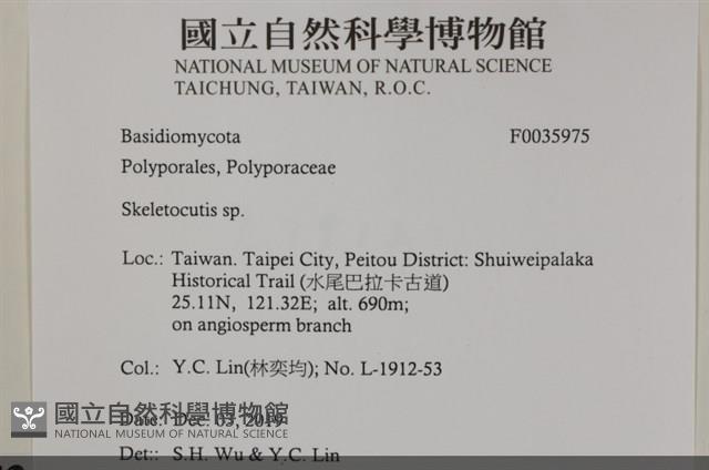 骨皮菌屬藏品圖，第2張