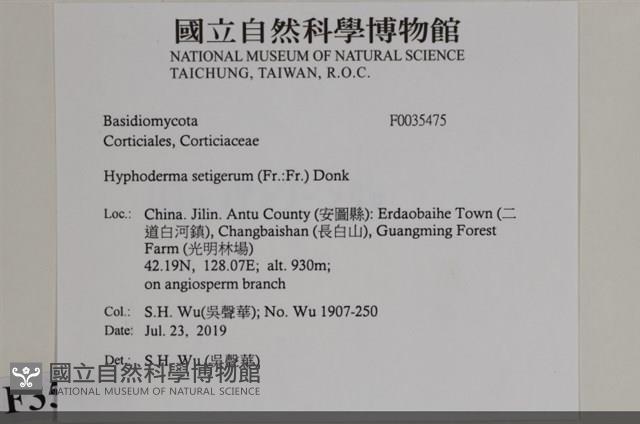 剛毛絲皮菌藏品圖，第2張