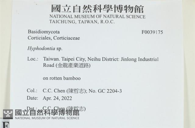 絲齒菌屬藏品圖，第1張