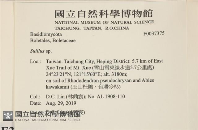 登錄號:F0037375藏品圖，第2張