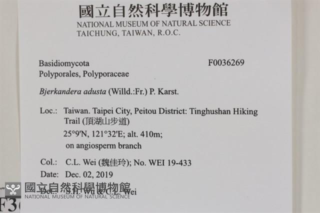煙管菌藏品圖，第2張