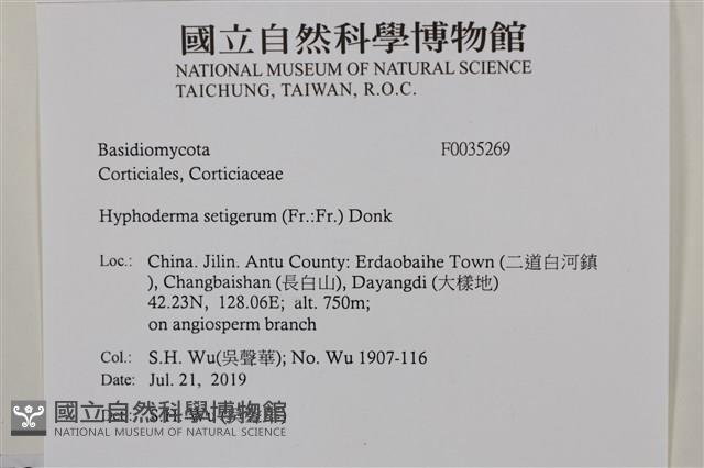 剛毛絲皮菌藏品圖，第2張