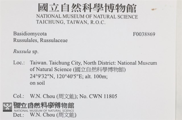 紅菇屬藏品圖，第2張