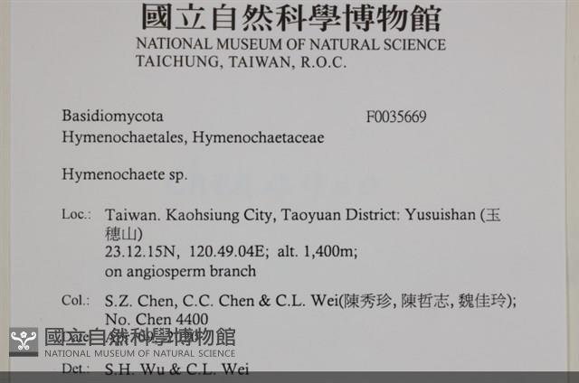 刺革菌屬藏品圖，第2張