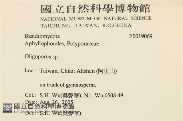 寡孔菌屬藏品圖，第2張