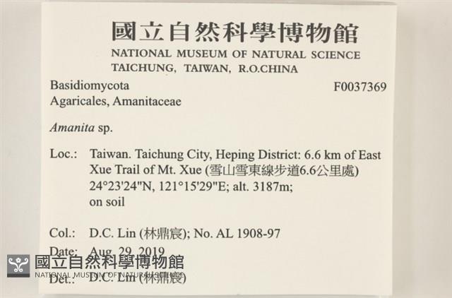 鵝膏屬藏品圖，第2張