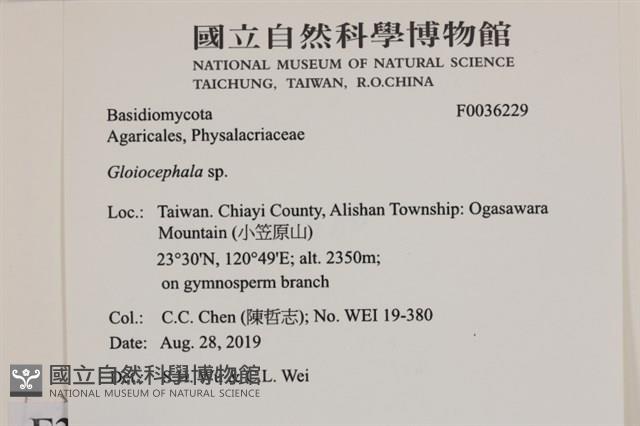 Accession Number:F0036229 Collection Image, Figure 2, Total 2 Figures